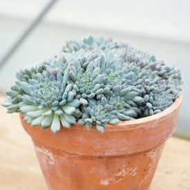 Echeveria setosa var. Deminuta