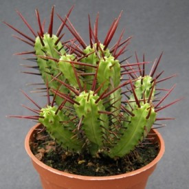 Euphorbia enopla