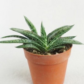 Gasteria bicolor var. liliputana