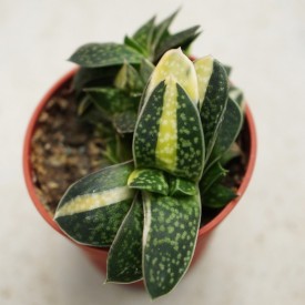 Gasteria 'Shinano Fuji'