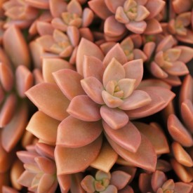 Graptosedum 'Bronze'