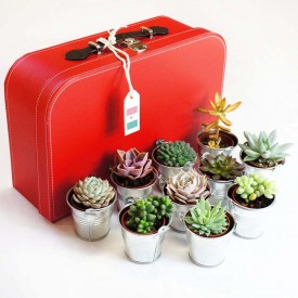 Voyage au Mexique - 10 succulentes