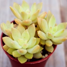 Graptosedum 'Cesar'