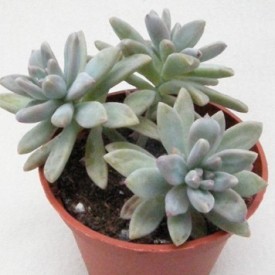 Graptosedum 'Francesco Baldii'