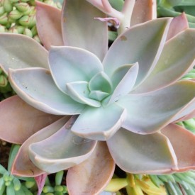 Graptoveria 'Fred Ives'