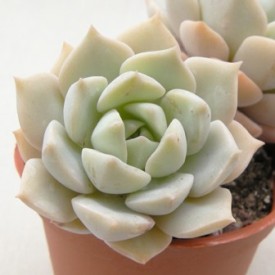 Graptoveria titubans