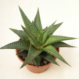 Haworthia limifolia