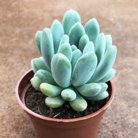 Pachyveria clavifolia