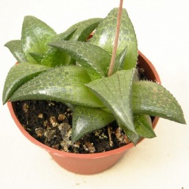 Haworthia tessalata