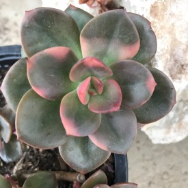 Echeveria 'Chroma'