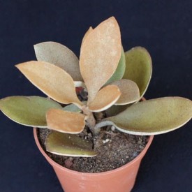 Kalanchoe orgialis