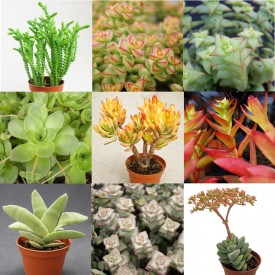 Collection de Crassula - Pot de 8 cm