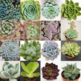 Collection d'Echeveria - Pot de 8cm