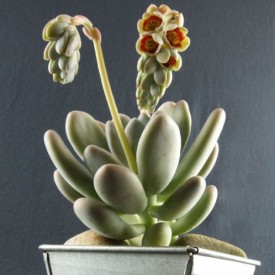 Pachyphytum bracteosum