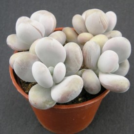 Pachyphytum oviferum