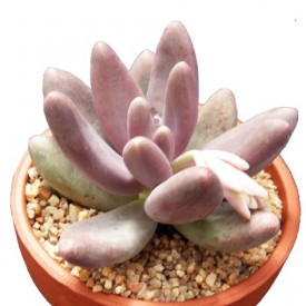 Pachyphytum 'Captain Jessop'