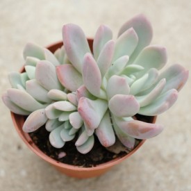 Pachyveria scheidekerii