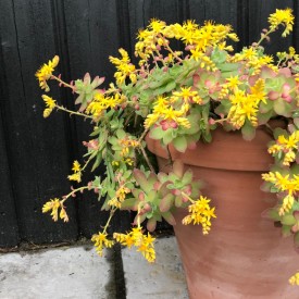 Sedum palmerii