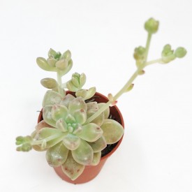 Graptopetalum mandozae