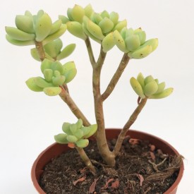 Echeveria macdougalii