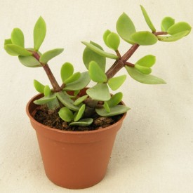 Portulacaria afra var. macrophylla