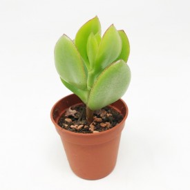 Crassula oblica