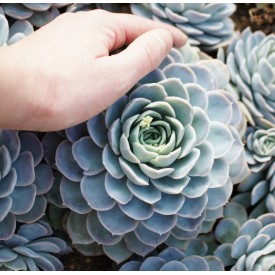 Echeveria 'Potino'