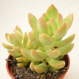 Sedum adolphii 'Golden Glow'