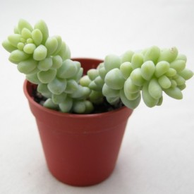 Sedum burrito