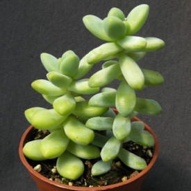 Sedum treleasei