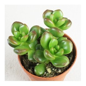 Sedum lucidum obesum