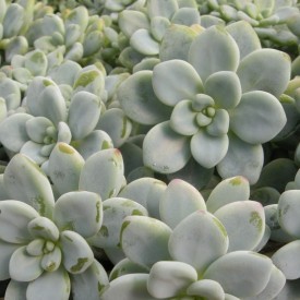 Sedum clavatum