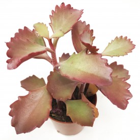 Kalanchoe sexangularis