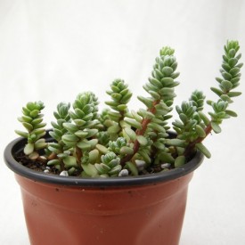 Sedum oaxacanum