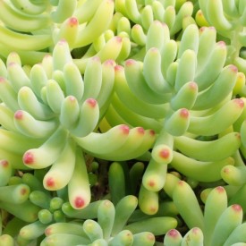 Sedum pachyphyllum