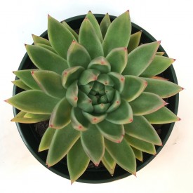 Echeveria agavoides