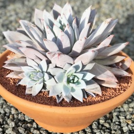 Echeveria 'Mexican Giant'