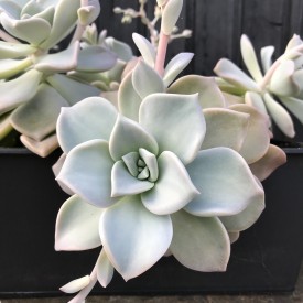 Graptoveria 'Cap Ferrat'