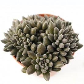 Sinocrassula yunannensis