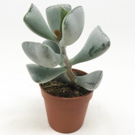 Adromischus truncatus