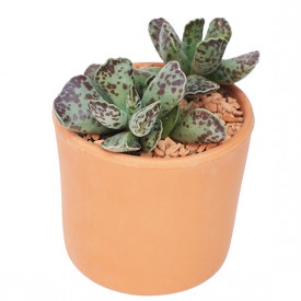 Adromischus cooperii