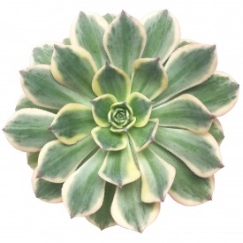 Aeonium 'Sunburst'