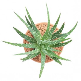 Aloe humilis