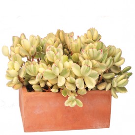 Cotyledon ladysmithiensis variegata