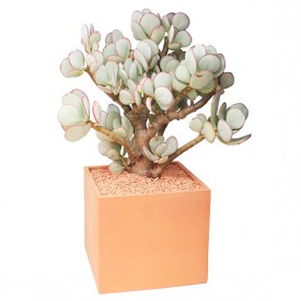 Crassula arborescens