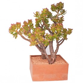 Crassula ovata 'Crosby's Compact'