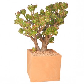 Crassula ovata