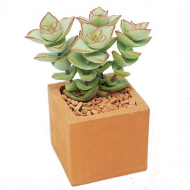 Crassula perforata 'Conjuncta'