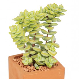 Crassula rupestris