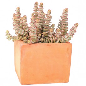 Crassula rupestris ssp. marnierana